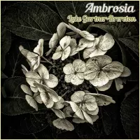 Ambrosia by Luke Gartner-Brereton