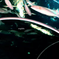 If People Could Fly by Mogilalia