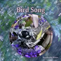 One Hour Long Bird Song by Sambodhi Prem