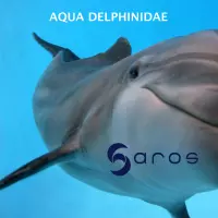 aqua delphinidae by Saros